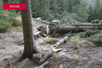 Controlli e illeciti forestali: conoscerli per migliorare